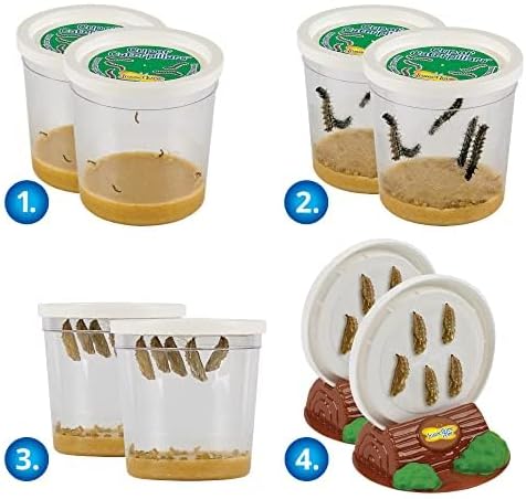 Insect Lore Two Cups of Live Caterpillars - 10 Live Painted Lady Caterpillars with Food - Includes Bonus Butterfly Life Cycle Figurines - Refill for Butterfly Garden Habitat
