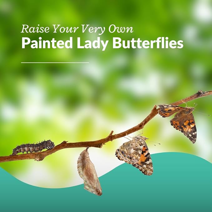 Clearwater Butterfly Live Painted Lady Butterflies - 10 Live Caterpillars - Live Caterpillars to Butterflies - Caterpillars for Butterfly Kit - Mesh Cage Not Included - Live Butterfly Kit - 10 Count