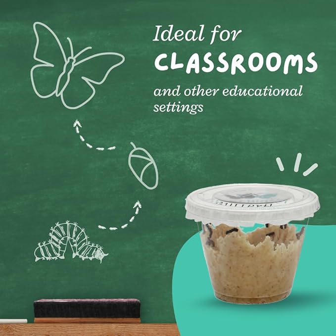 Clearwater Butterfly Live Painted Lady Butterflies - 5 Live Caterpillars - Live Caterpillars to Butterflies - Caterpillars for Butterfly Kit - Mesh Cage Not Included - Live Butterfly Kit - 5 Count