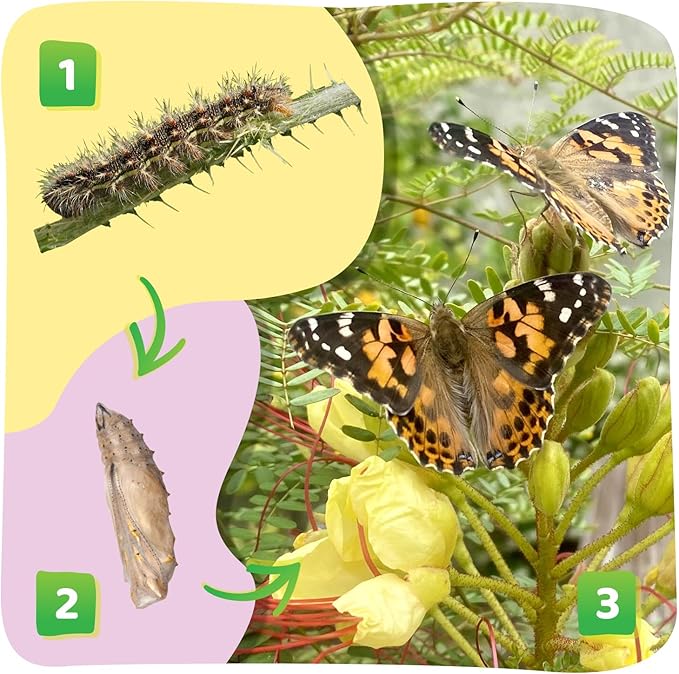 Insect Lore Butterfly Garden with 10 Live Baby Caterpillars - Habitat, Feeder, Chrys-A-Lid Holders, STEM Activity Journal - Raise and Release Painted Lady Butterflies