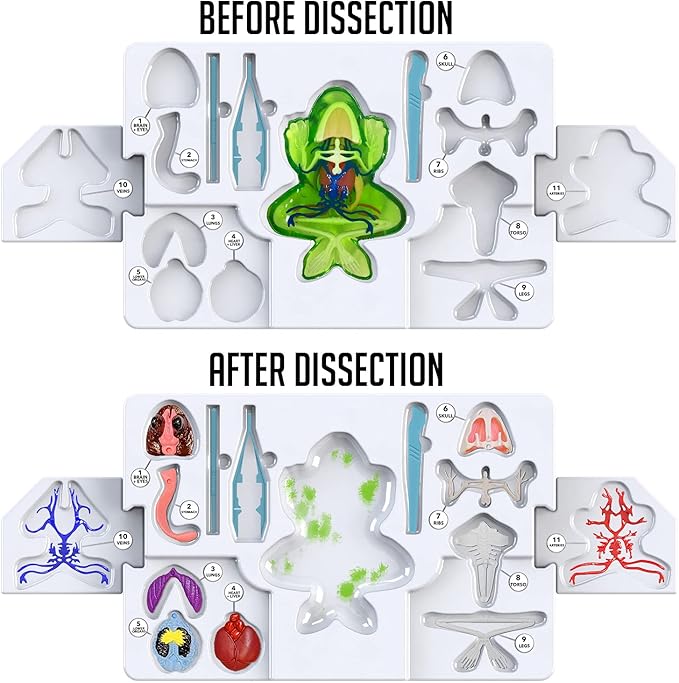 Dissect-It Kit for Kids, Simulated Synthetic Lab Dissection Toy, Frog Super Lab STEM Toys for Animal Science, Biology, and Anatomy