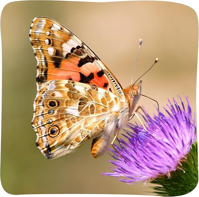 Insect Lore Cup Caterpillars - 5 Live Painted Lady Caterpillars with Food - Includes Figurines - Refill Kit for Butterfly Garden Habitat - STEM Science Activity for Kids and Classrooms