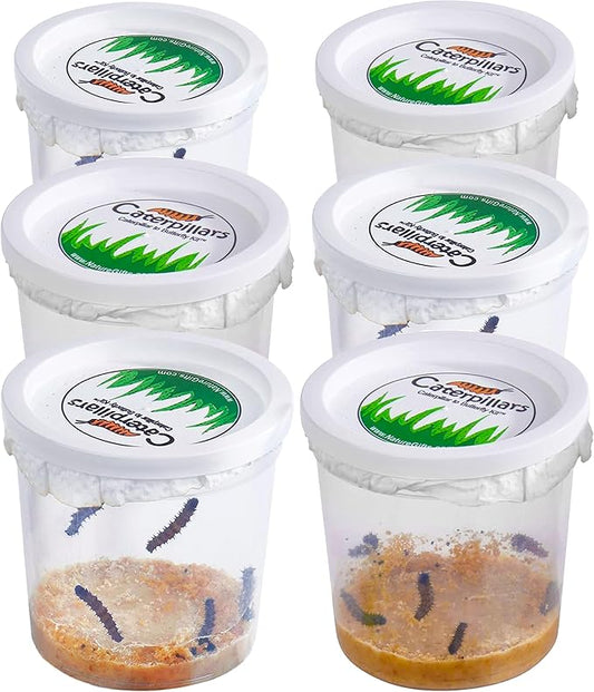 30 Live Caterpillars for Butterfly Habitat Kit - Refill for Painted Lady Butterfly Kit with Caterpillar Food, Instructions - Educational Science Kit, 6 Cups of 5 Caterpillars