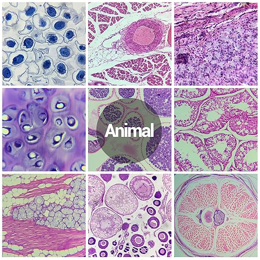 60 Microscope Slides with Specimens for Kids, Prepared Microscope Slides for Kids Microbiology, Prepared Microscope Slides for Adults